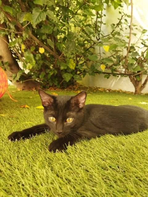 En adopción: OSITA Y BLACKY - adoptame.com.mx/adopcion/masco…