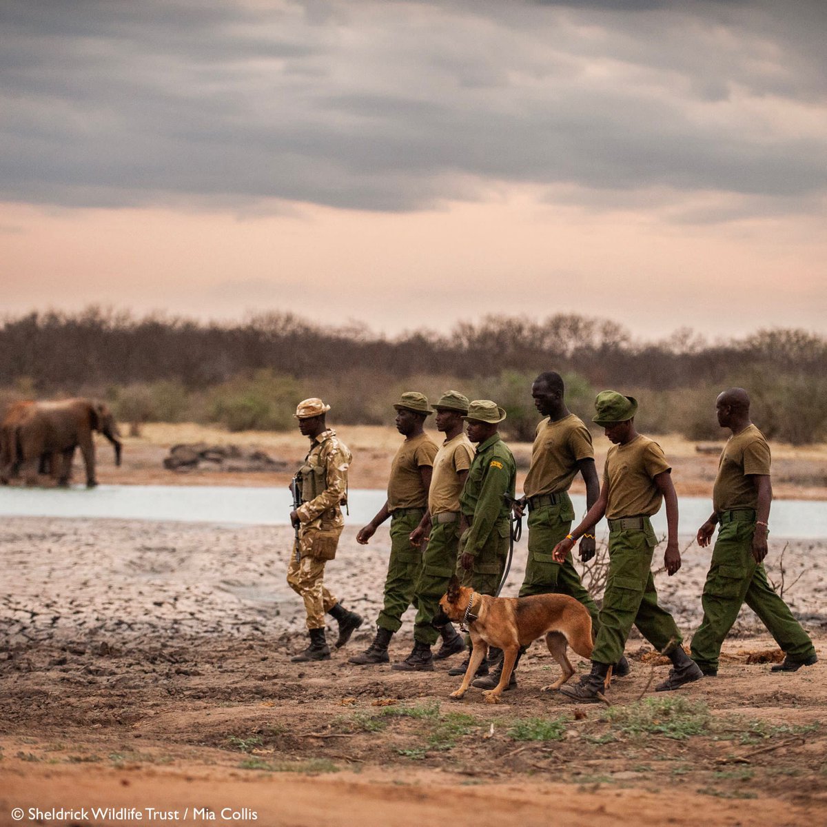 YOU DID IT! Thanks to your incredible generosity, we've met our match &amp; raised $1.2 million for wildlife today. This has been a year like no other, but with you beside us, we are in a far stronger position to face whatever the future brings. Read more: sheldrickwildlifetrust.org/campaigns/givi…