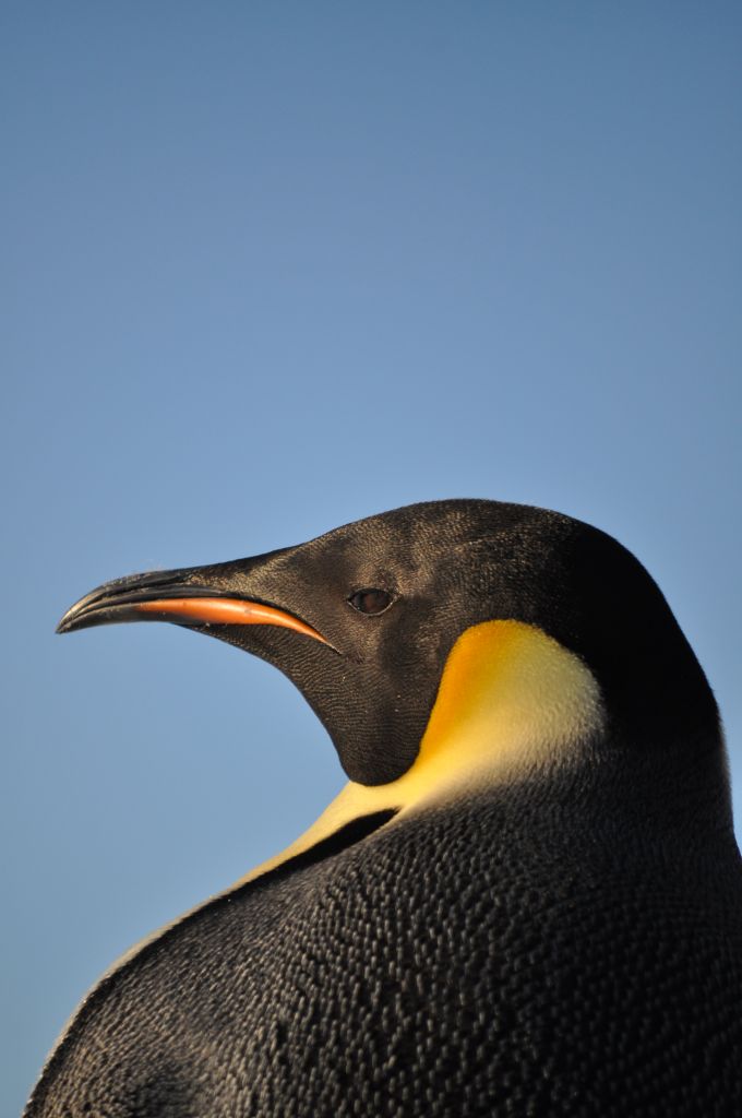 HourlyPinguins (@hourlypinguins) on Twitter photo 