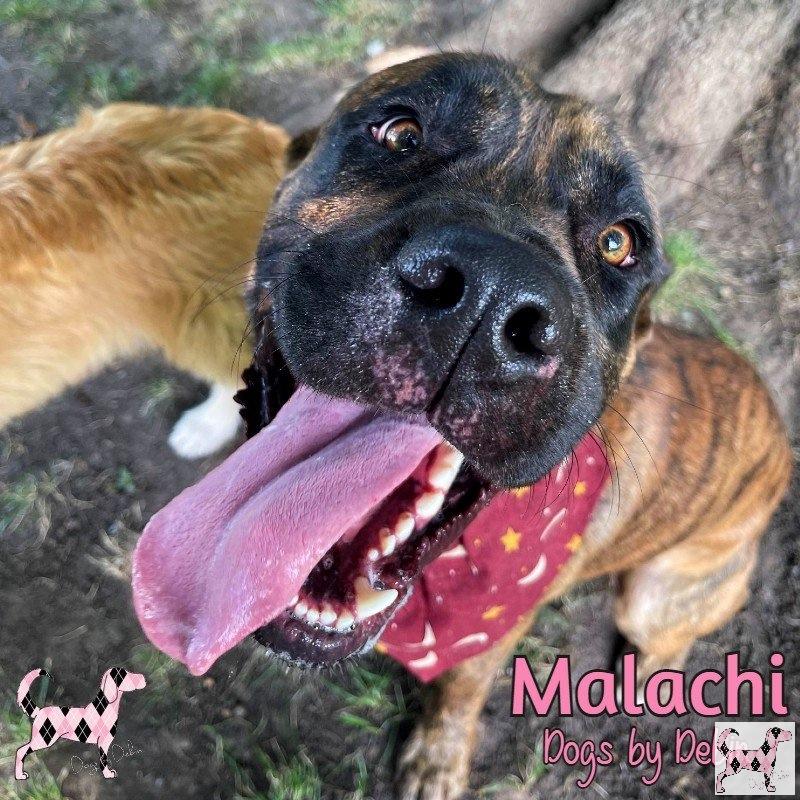 Meet sweet Malachi!

He is a Mastiff / Boxer mix and weighs 80-pounds. Malachi is friendly with everyone, including dogs! He was found in a field, assumed to have been dumped. We know he was loved because he has all the trust for his human caretakers.

bit.ly/3h7Octy