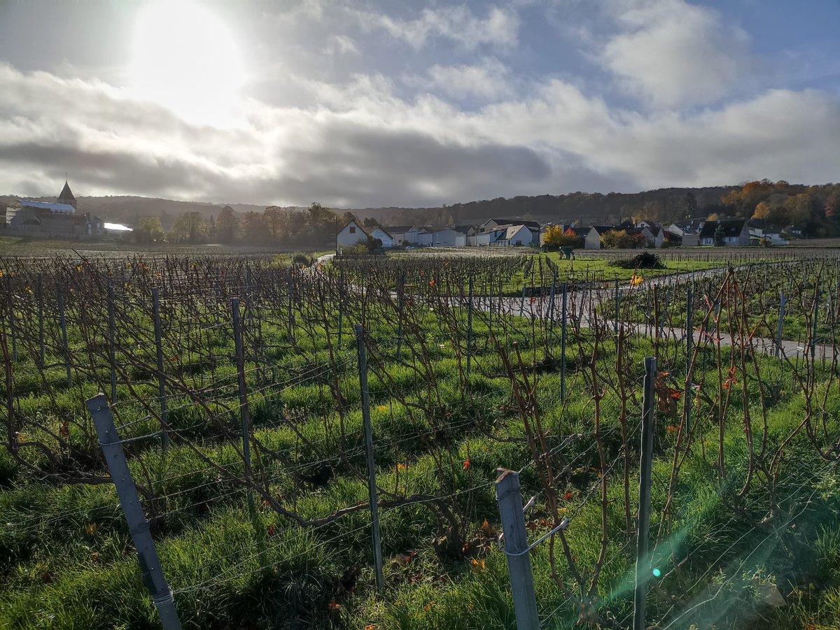 Brain-Immune Communication Lab (@aleksdelab) on Twitter photo Last week we had a lab outing in the wonderland of Champagne! Thanks to our CPOs (Chief Party Officers) <a href="/GeorgiaZejneli/">Georgia -Orgeta Zejneli</a> and MC who managed to upgrade us to sunny weather at the end of November! Last week we had a lab outing in the wonderland of Champagne! Thanks to our CPOs (Chief Party Officers) <a href="/GeorgiaZejneli/">Georgia -Orgeta Zejneli</a> and MC who managed to upgrade us to sunny weather at the end of November!
