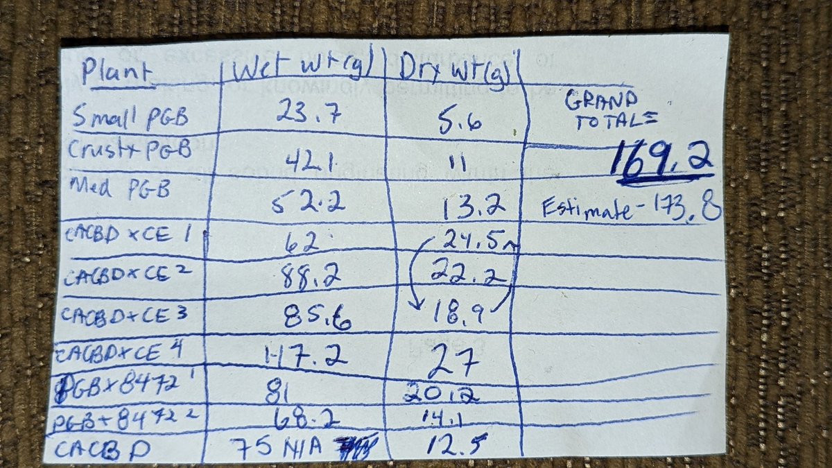 TempleGrower's tweet photo. Welp. Final totals for the #MicroGrow tallied up. 1 plant/jar. 169.2g dry from 10 very varied ladies. So 16.9 per. Under ~150W that's about 1.1g/W, and/or ~25¢/g. Not Brad. Not Brad at all. Seems like a good time for a smoke...😤🌱 
#GrowYourOwn #Cannabis #TempleGrownGenetics https://t.co/rqvZP9UVe3