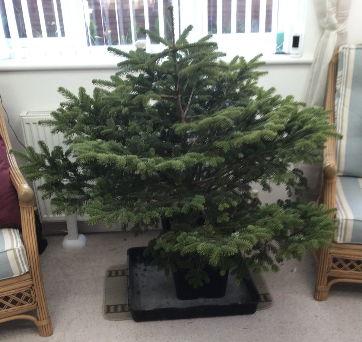 saljm70's tweet photo. @BandQ My naked tree! Some new decorations would be amazing! https://t.co/jdwQP3M8Bb