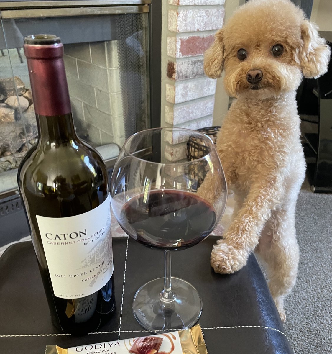 TyCatonVineyard's tweet photo. Are you going to pour me a glass, too?🍷🐶

📸: Angie N. https://t.co/u59hjlMPNh