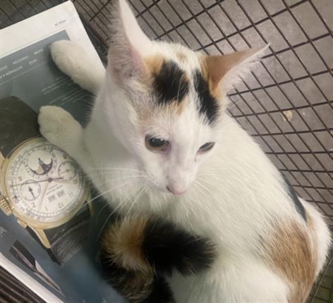 Hey. My name is Blanca and I am a white and tricolor Domestic Shorthai… petharbor.com/pet.asp?uaid=L…