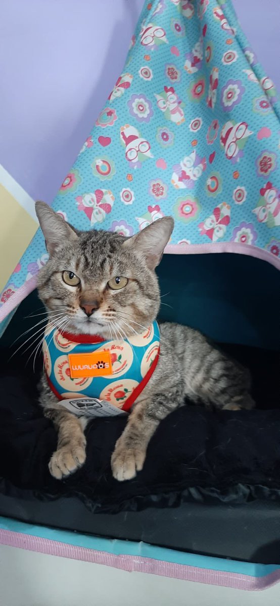 Oscar_VeCa's tweet photo. Él es Cachetes y quiere que lo adoptes, gatote de 9 meses, cariñoso con cara de amargado jaja si no puedes ser su esclavo, ayúdanos con un RT hasta llegar a la persona indicada #CDMX https://t.co/JsgLNtyVXM