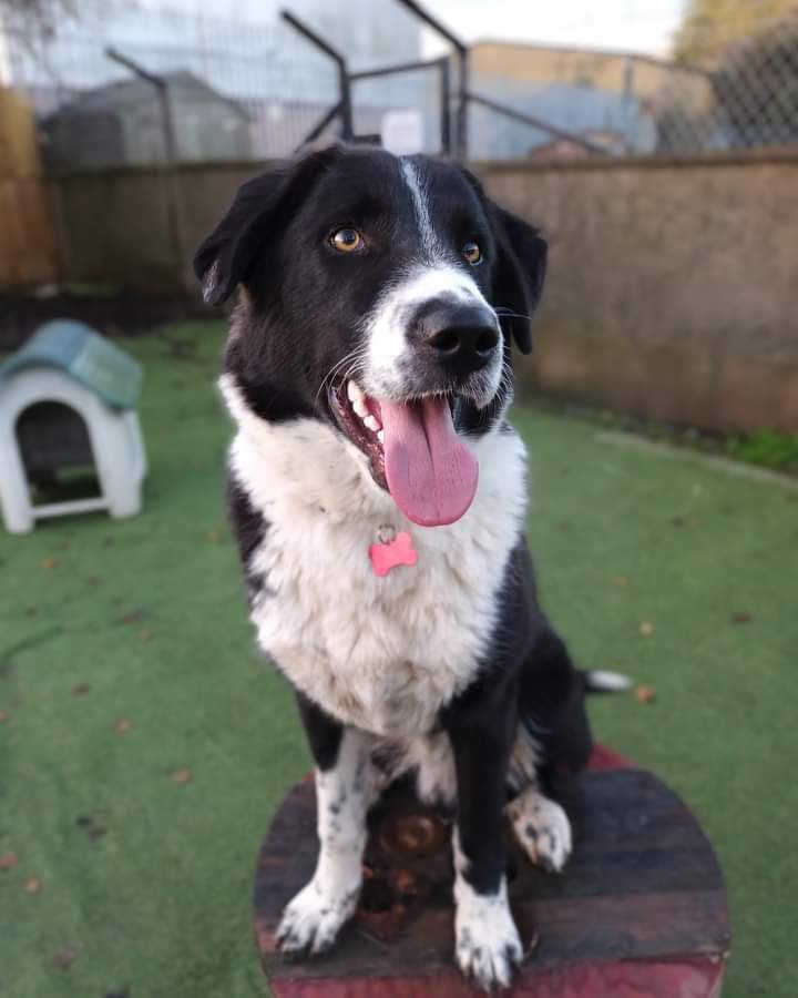 karen73984451's tweet photo. #rehomehour  #TongueoutTuesday super duper cute #Dash is on the lookout for a fabulous forever home 🏡 plz RT #TeamZay @OakwoodRescue https://t.co/EbLt5lWJhR