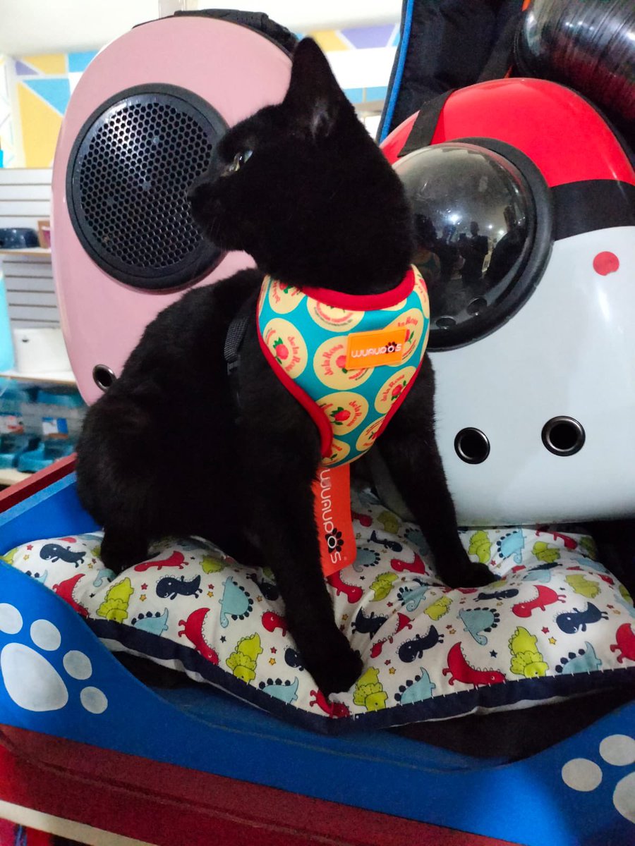Oscar_VeCa's tweet photo. Soruyo también está en adopción, lo compramos en septiembre en el mercado de Sonora, su destino era ser utilizado para brujería, hoy está guapo y listo para irse con una familia humana, RT MILLONES!! #CDMX https://t.co/nn83FYLcAR
