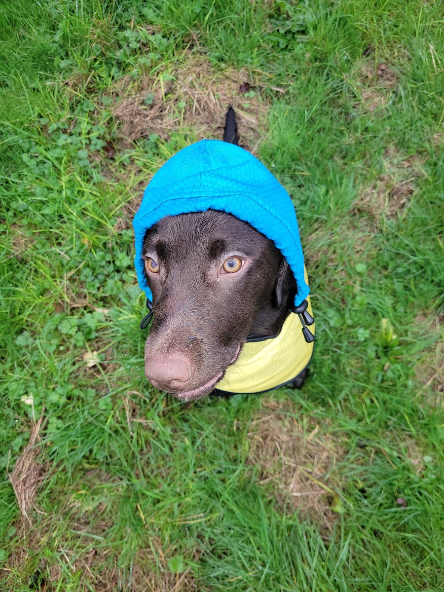 just_staceyPics's tweet photo. Bilbo Baggins- a 5month old #springerdor. No, I have no idea what I'm doing either. I'll just keep telling myself hes for my #wellbeing 💖#SingleMumTwoKidsFullTimeJobAndDog 🤣🤦‍♀️ https://t.co/O6O5KSYUul
