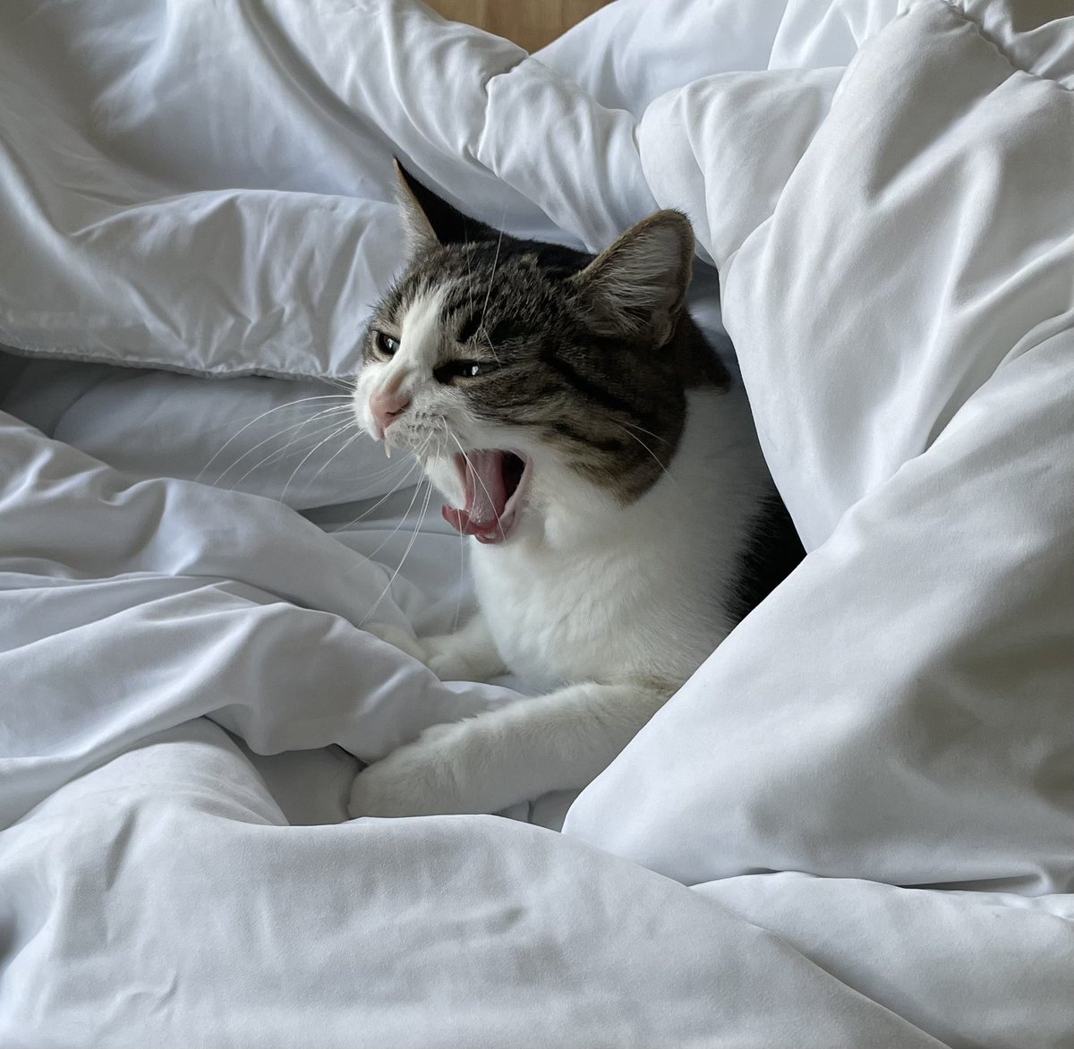 KaiyokoStar's tweet photo. When you wake a vicious beast https://t.co/hnyZS7hKp3