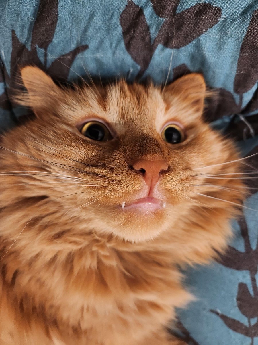 Michael's Cat tweet media