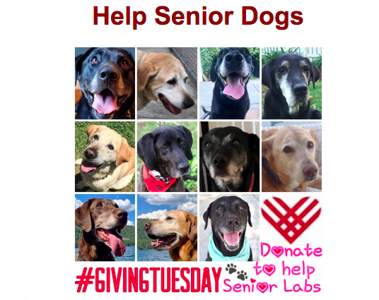 GG_Lab_Rescue's tweet photo. Today is Giving Tuesday, a day celebrating the generosity of giving, a great annual tradition, and this year your donation to GGLRR will be matched to help more Labs. Your support ensures they receive lifesaving care, and a second chance at happy lives.https://t.co/zaaAR5jQm2 https://t.co/hh01Keg1un