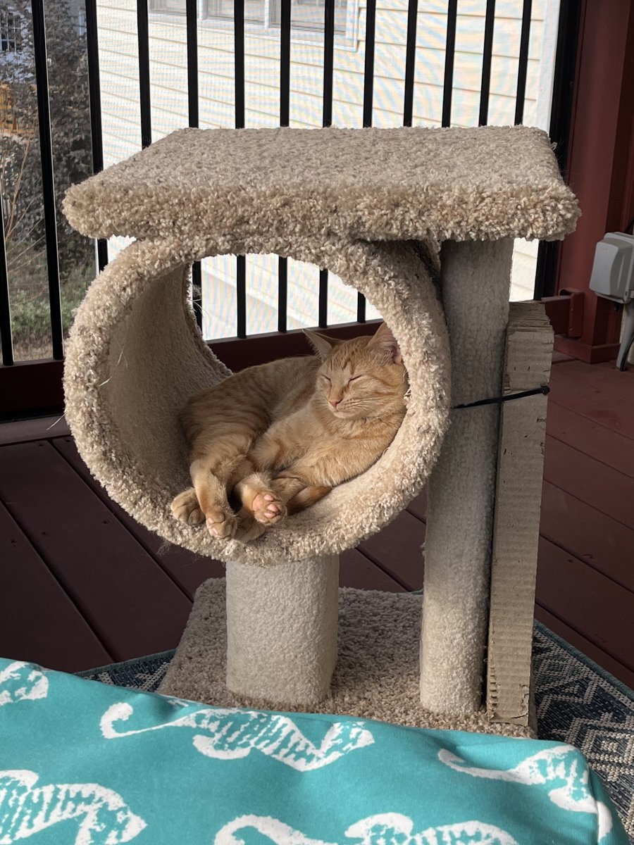 Carib_Dawn's tweet photo. The demon is recharging in the sun. 🧡 Georgia winter, y’all.  #ChaoticOrange #GingerDemon https://t.co/paTQmKX2xT