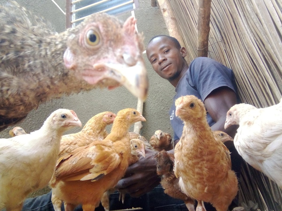 graaconsulting_'s tweet photo. Famille oooh....! 
Ils ont décidé 🐓🐓qu'on fasse un selfie 📱 aujourd'hui https://t.co/GxdPuffVpx