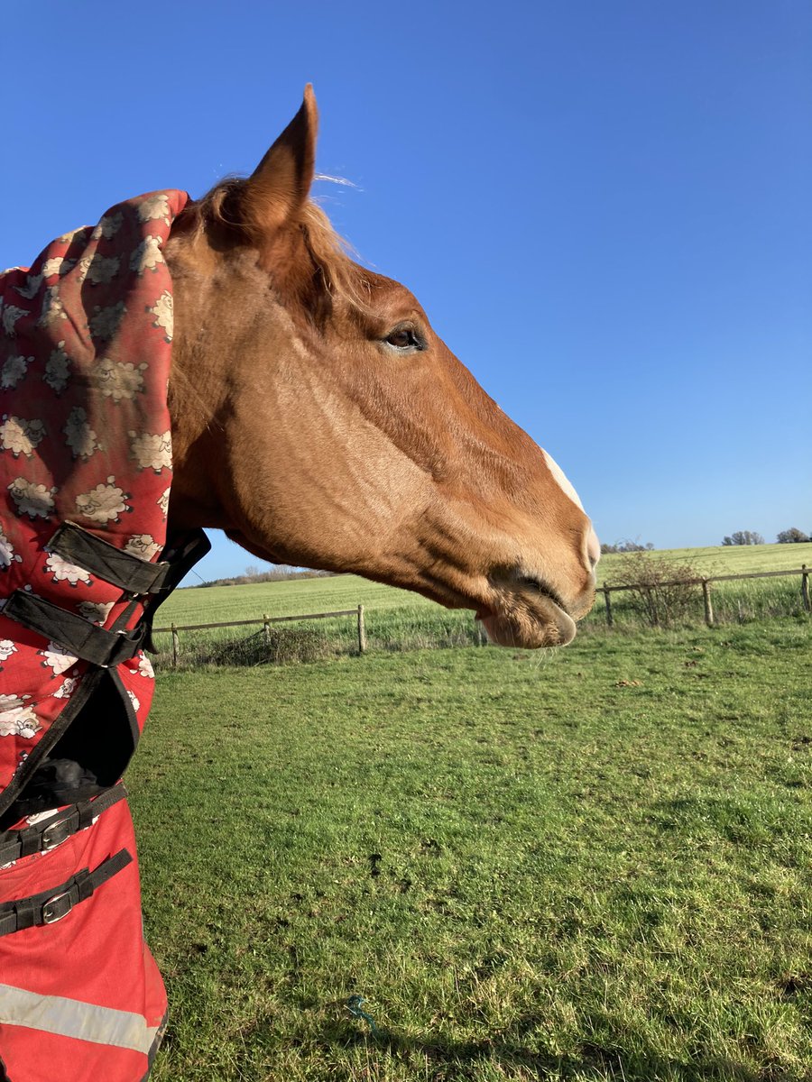 archiesauraus's tweet photo. Had our 1st lesson for ages, in the new school, in the dark. We played a rousing game of WASSAT!?' There was much ear pricking and snortage, and that was just from Mum.
Aunty B thought it was such fun that she and her pony played too. #BigBraveSirArchie #BackToBasics https://t.co/0tx95W6Xax