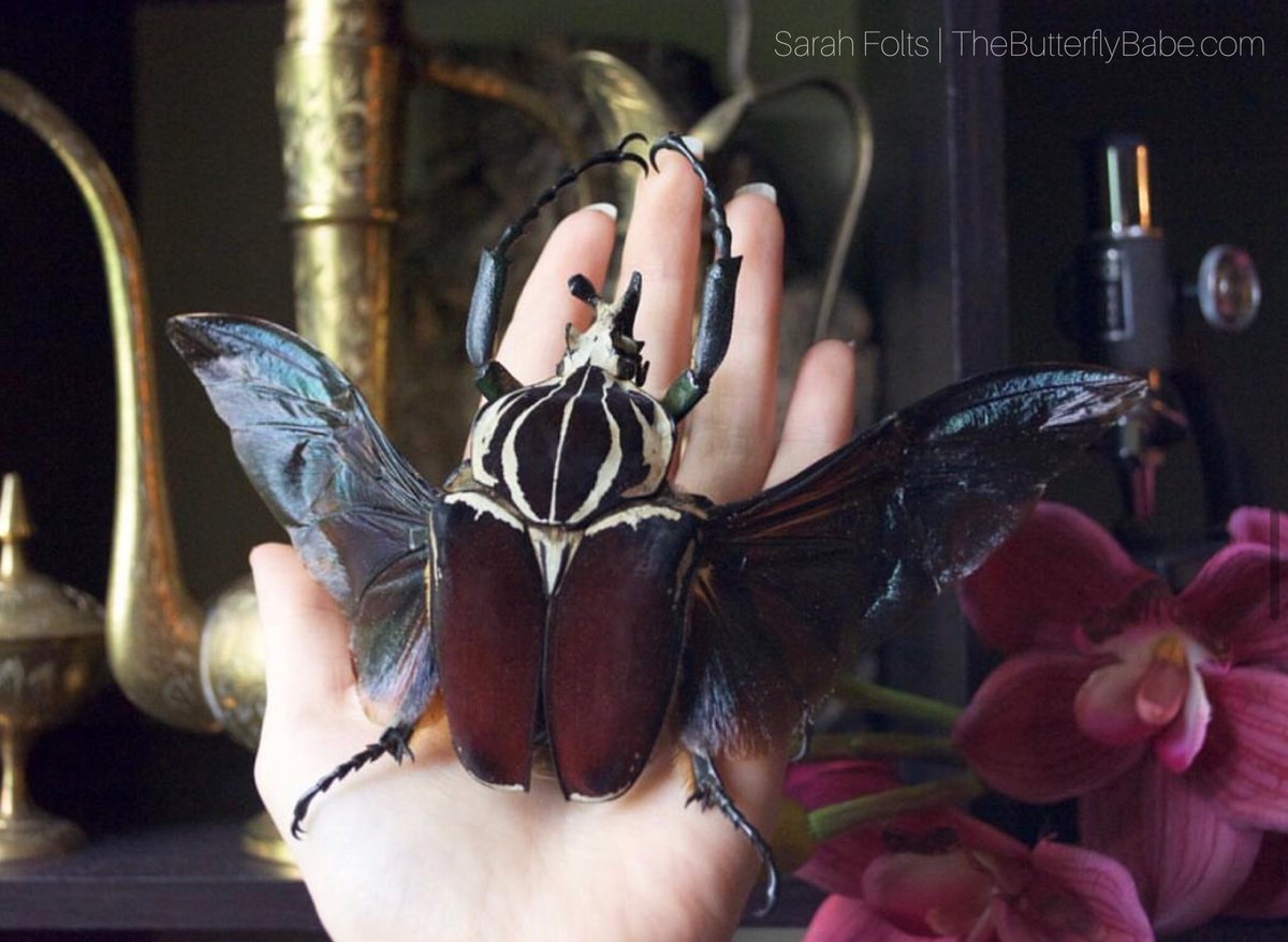 ButterflyBabeco's tweet photo. African Goliath Beetles are among the largest beetles on earth. They are a widespread species found in Equatorial Forests and Savannahs of East and West Africa. Adults feed on tree sap and fruits while its larvae require foods higher in protein. #beetle #insect #science https://t.co/C39OVGYCx0