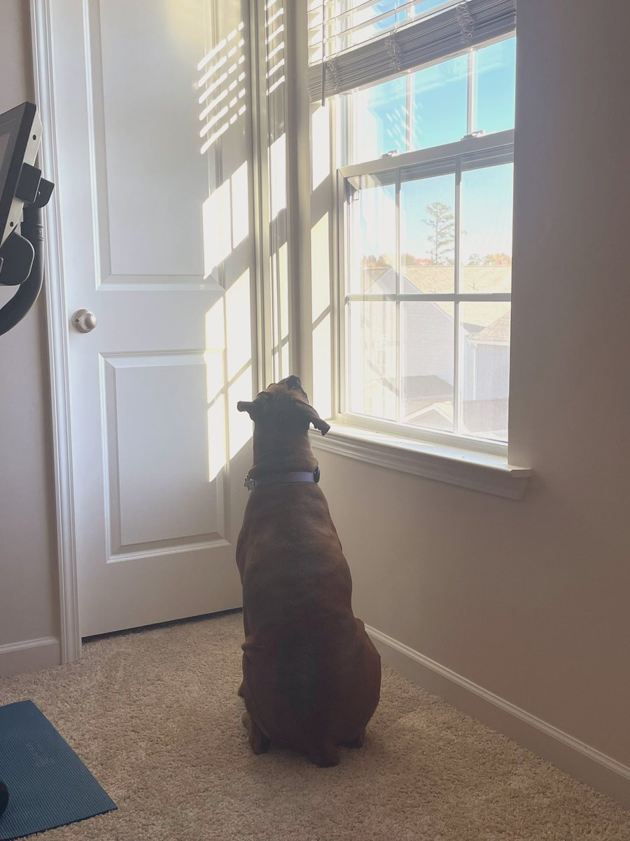 Patiently waiting to catch a fly. If she does, I’m not letting her kiss me. 🤢🤢 #queenaahana #dogsoftwitter #boxerdog