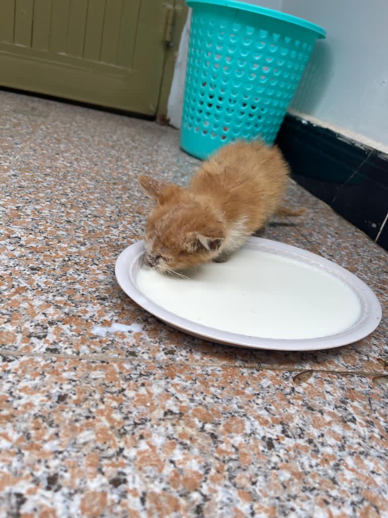 Ssemanda dog Centre Uganda on Twitter "Hello brothers and sisters who