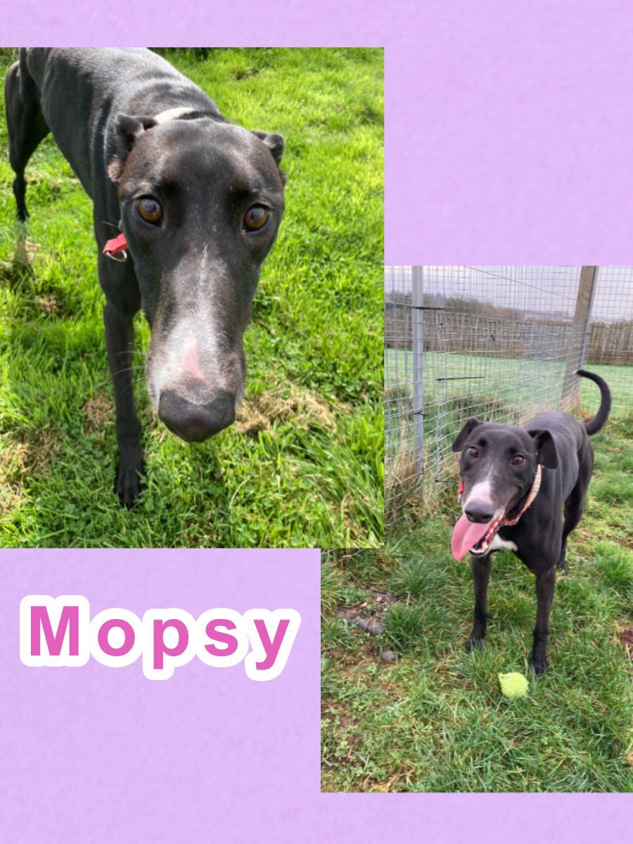 karen73984451's tweet photo. #rehomehour #TongueoutTuesday gorgeous girlie on the lookout for a loving home plz RT #Mopsy #TeamZay @GreyhoundRFife https://t.co/aGZ1IZIrVk
