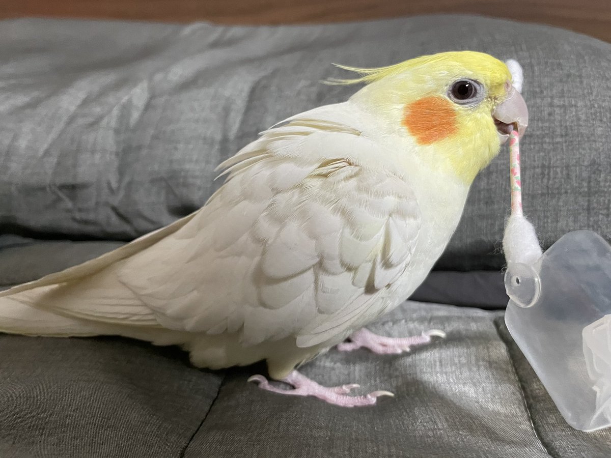 Tthebirb's tweet photo. 신나서 등털이 뽁실해진 바나나 https://t.co/UQ7AyjEd5J