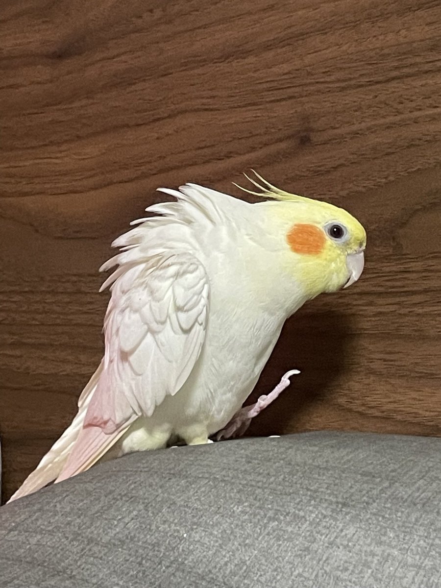 Tthebirb's tweet photo. 신나서 등털이 뽁실해진 바나나 https://t.co/UQ7AyjEd5J