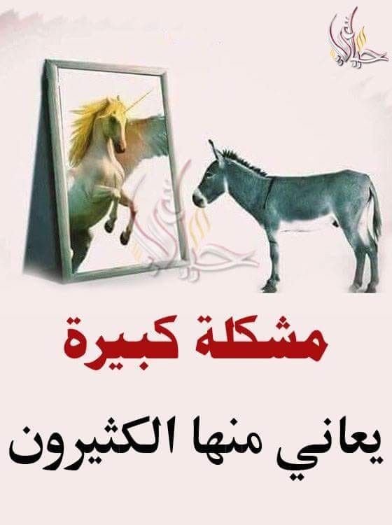 brahim13khalil's tweet photo. @RaymondSadik @AhmadDaoud14 وانت ماذا تساوي المخنز عذرا المخزن مجوعكم و الدعارة كثرت  ومشكلتكم هي كهذا الحمار ربي معاكم https://t.co/5tuCxwb1HV