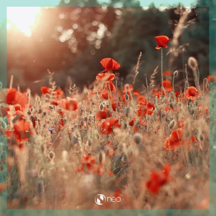 neocremations's tweet photo. ❤️ How have you expressed gratitude and thankfulness this November? Let us know in the comments below. 

#LivingWage #LivingWageEmployer #NEOcremations #BCorp #BCorps #BTheChange #BCorpUK #BCorporation #certifiedBCorp https://t.co/ktvVJjQgXJ