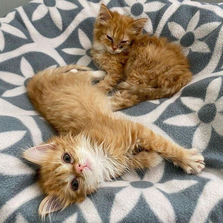 ash1ynmoon's tweet photo. so I'm guessing everybody is showing off their pets. and by pets I mean dogs but I'm different so here are my kittens :) https://t.co/VtghK61J5o