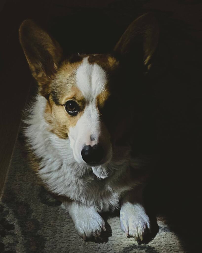 CorgMarshall's tweet image. Well … hello. instagr.am/p/CljwKwqpZb6/