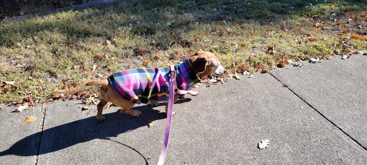 MarciaMacomber's tweet photo. Bella debuts her new winter coat. #lookinsharp #bestdressed #doxiecouture https://t.co/xwUxAKsFQI