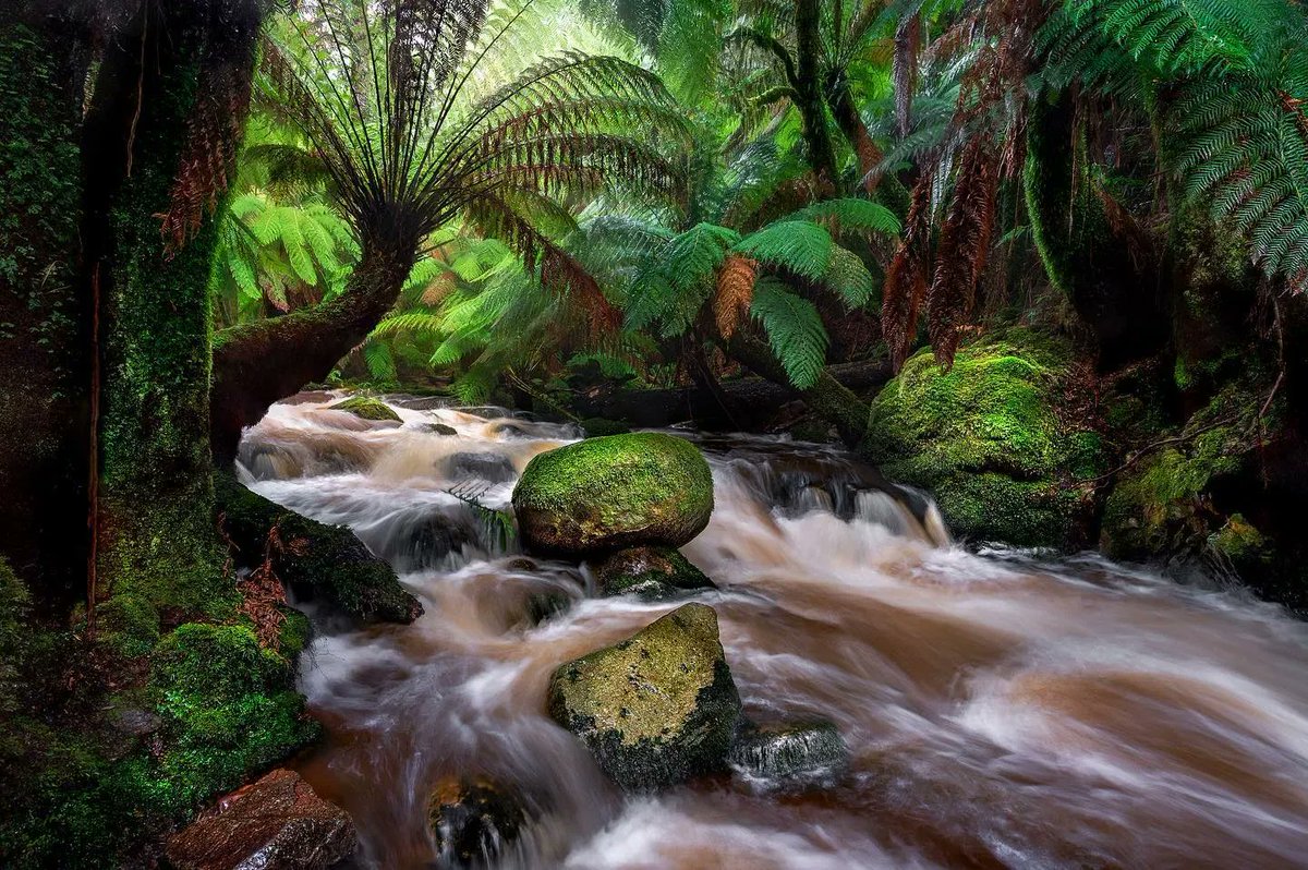 EastCoastTassie's tweet photo. Come down for air! π¬οΈβπ³ You don't need to walk far to be immersed in Tasmanian's East Coast Wilderness.β πΈ @deni_cupit
π #stcolumbafalls #pyengana #eastcoasttasmania #greateasterndrive #tasmania #eastcoastshines #discovertasmania #discoveraustralia #heytasmania #tasmaniagram https://t.co/vltbzW2HVe