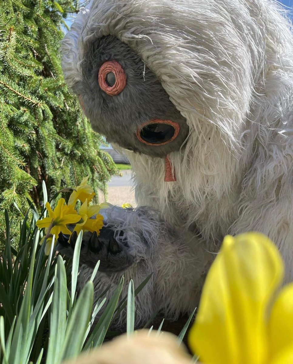 In part of the world, Spring is here - so it's time to enjoy the daffodils!

DZ-44214 as Muftak, has infiltrated the Cloud City Garrison.

#Muftak #UnderworldDetachment #Official501st <a href="/501stLegion/">501st Legion</a> <a href="/CloudCity501st/">Cloud City Garrison</a>