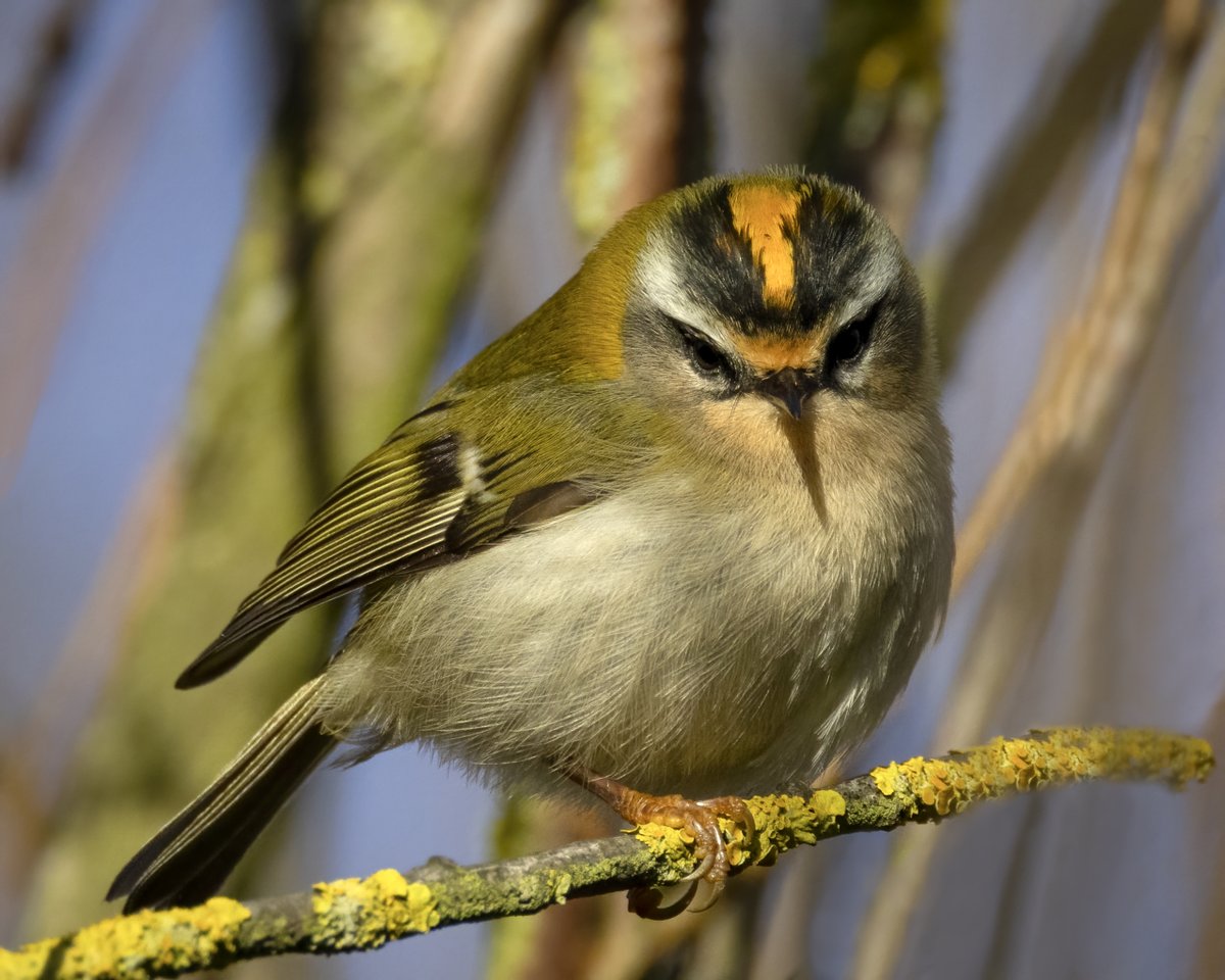 MBnewcastle's tweet image. Got my first Firecrest today at Druridge @NTBirdClub @NorthWildlife #Northumberland #firecrest @BBCSpringwatch @WildlifeMag
