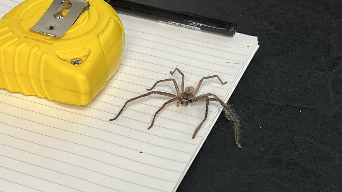 Michael Lord tweet media