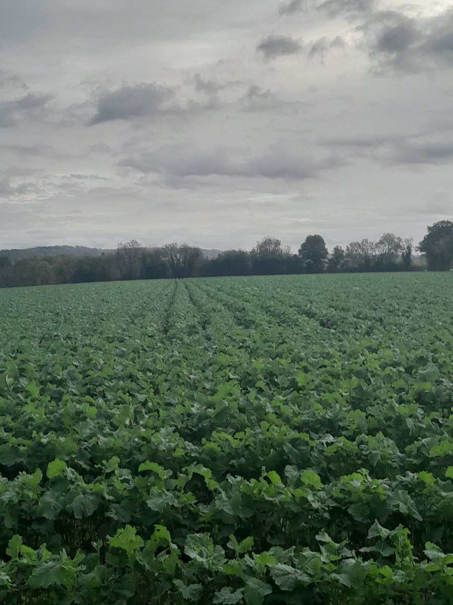 Colza bio semé à 75, sa couvre le rang. La route est encore longue jusqu'au pont bascule!