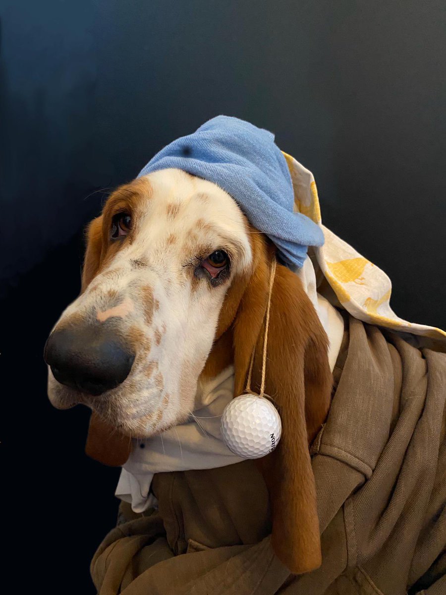mathorne1's tweet photo. @labelwriter12 @culturaltutor Basset with a golf ball for an earring https://t.co/GBduGDVSmp