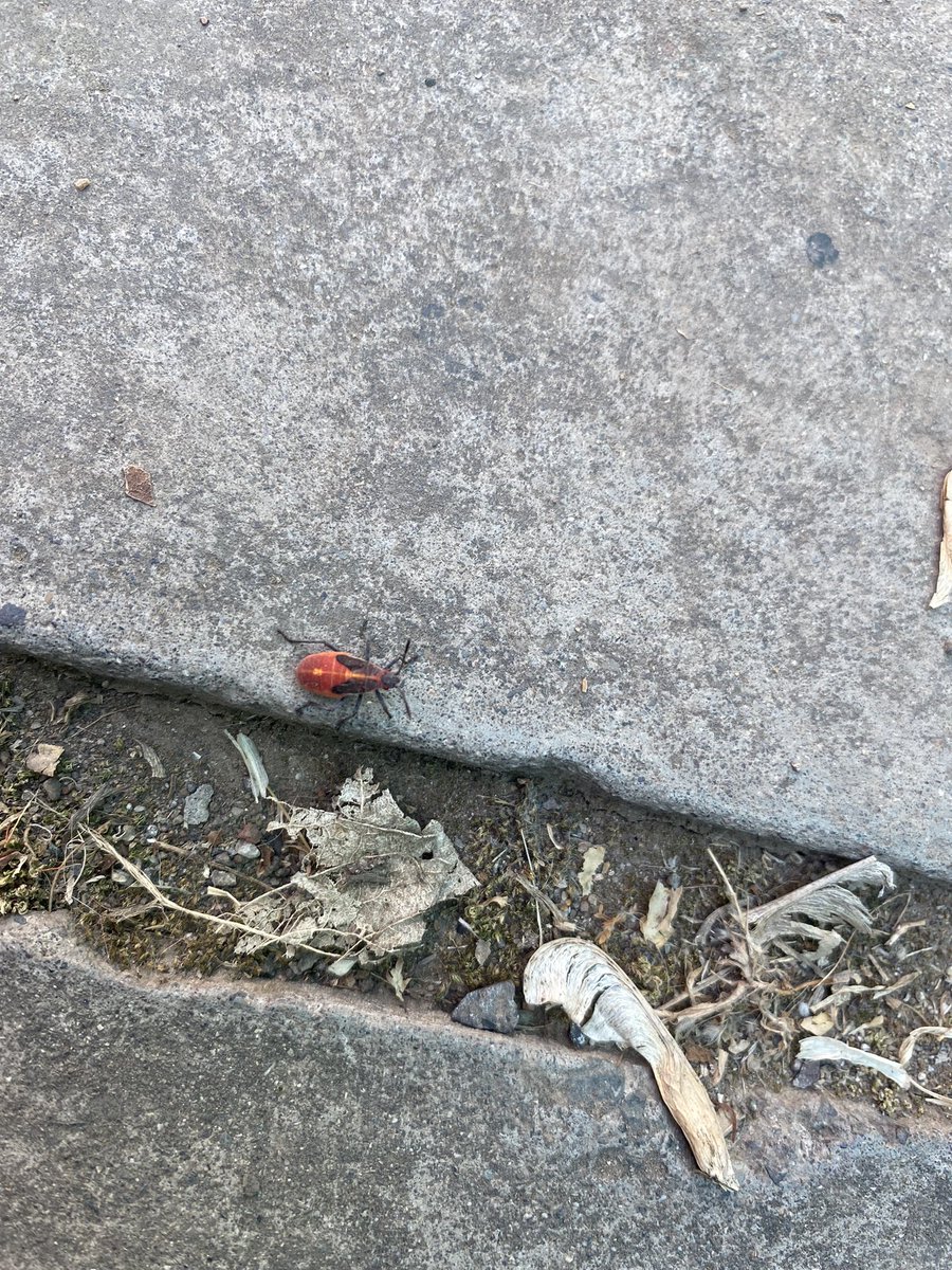 cacoflowi's tweet photo. @MuniLaReina en el patio de mi casa está lleno de unos bichos rojos y los he visto en varios árboles del sector, podrían venir a revisar y evaluar si se requiere fumigación? https://t.co/bD8BtcnEfv