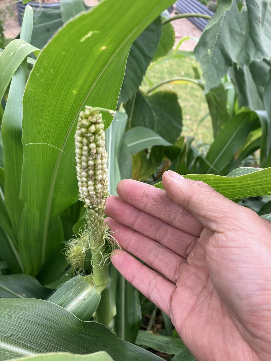 Wenbo Chen on Twitter "Why do some corns grow seeds on their male flower?"