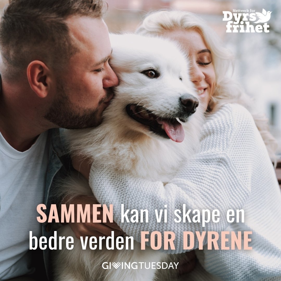 dyrsfrihet's tweet photo. #GivingTuesday er den internasjonale dagen som feirer generøsitet og giverglede. Vi håper at du vil støtte oss på givergledens dag. 💜 https://t.co/OiIAyFMfc2 #GivingTuesdayNorge #giverglede #generøsitet #dyrsfrihet #bidra #innsamling #Norge https://t.co/KQrSEvxjWy