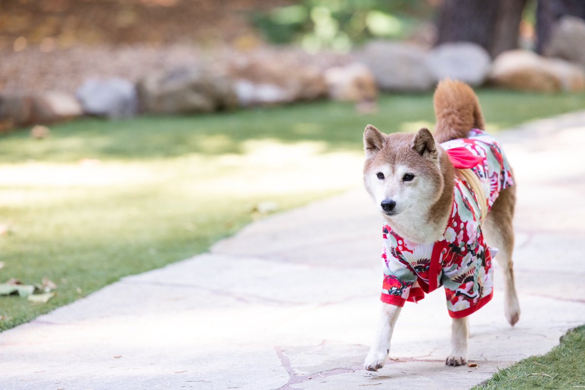 amylovesrocks's tweet photo. Sachi on our wedding day. I think the photographers were smitten and I can’t say I blame them. 🥰❤️ https://t.co/x4h599j9MT