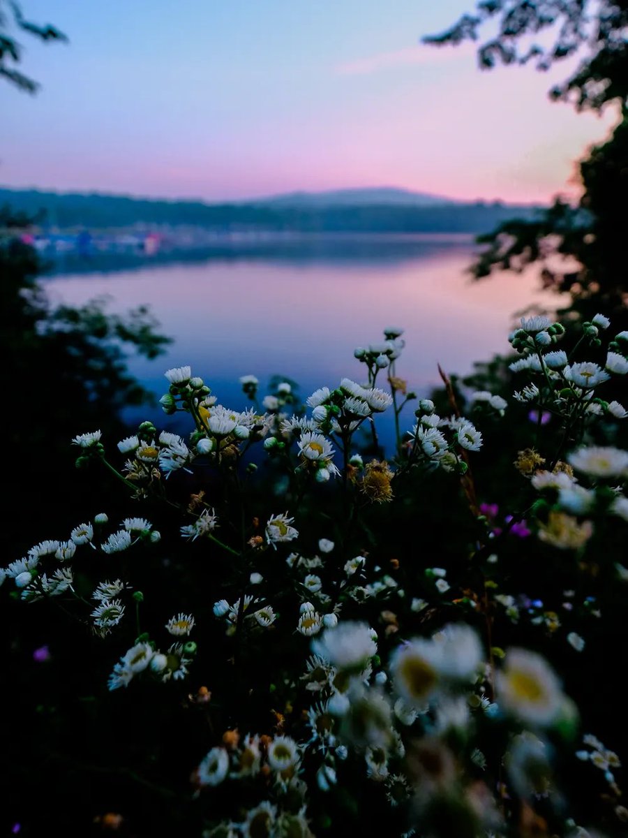 nev_in_color's tweet photo. darkbloom. https://t.co/882pD97OaG
