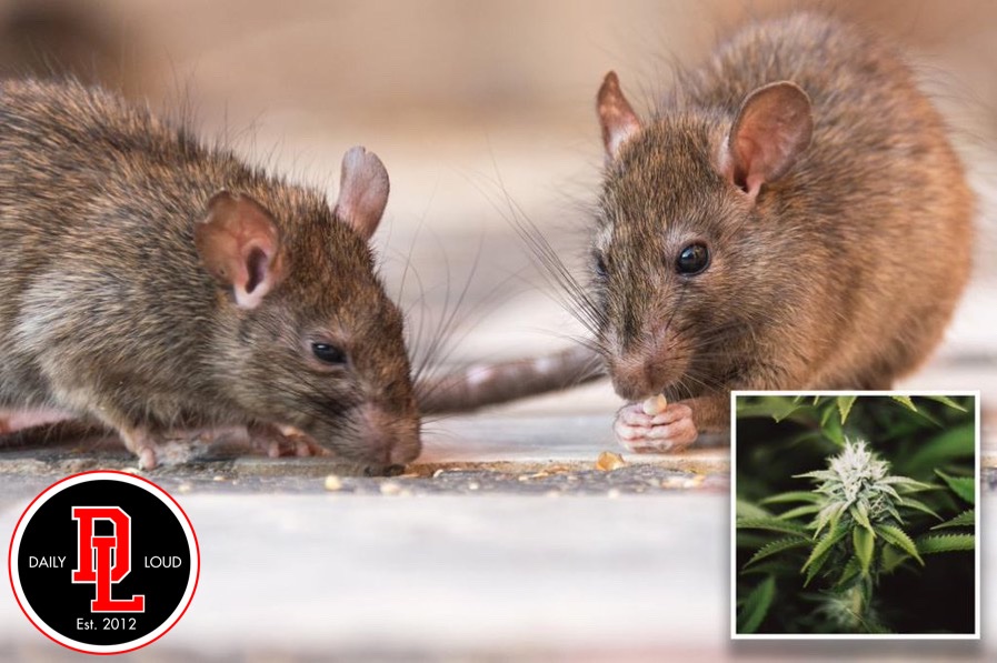 DailyLoud's tweet photo. Rats reportedly ate $500,000 worth of marijuana evidence in Indian Police Warehouses‼️🐀 https://t.co/cGmPMI7f2i