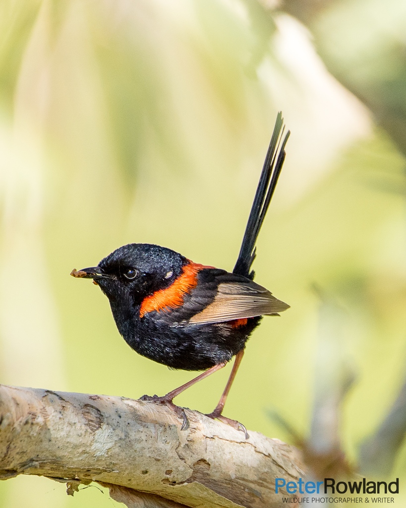 _peterrowland's tweet photo. Happy #wrensday! A Red-backed Fairy-wren from #Byron Bay, #NewSouthWales @VisitNSW @Australia https://t.co/gWehYr8OtW