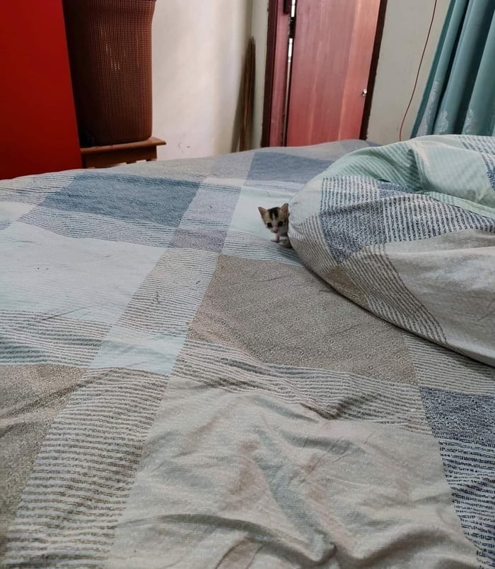So smol need microscope redd.it/z83aak