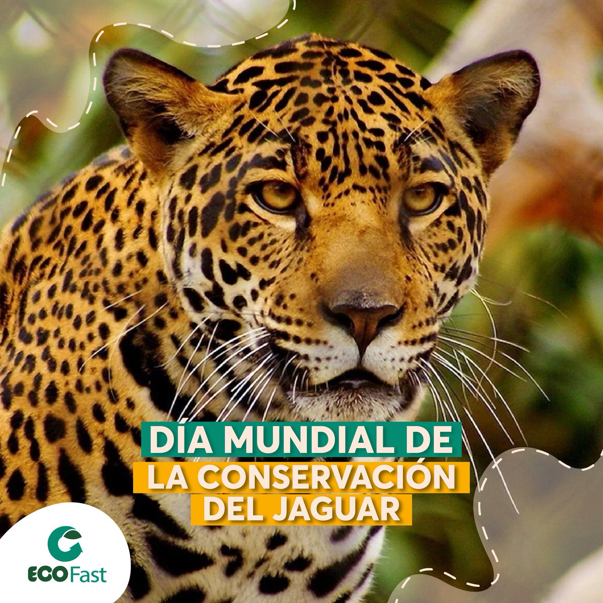 ecofast_ec's tweet photo. 🤔¿Sabías que el jaguar ayuda a mantener el equilibrio de la cadena alimentaria donde vive?🐆💛🌿 
Se puede encontrar en 18 países, habita en bosques húmedos, secos, en sabanas y matorrales🌾Es un gran nadador y escalador🤓
#DiaInternacionalDelJaguar #DiaMundialDelJaguar #Jaguar https://t.co/KfLCvVqfdX