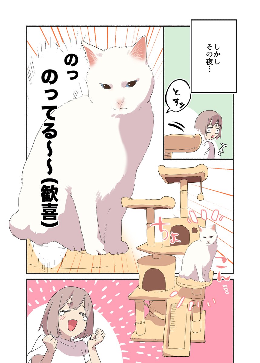 白い猫と暮らしている漫画⑨です(どこからでも読めます)
#ペット漫画 #猫エッセイ 