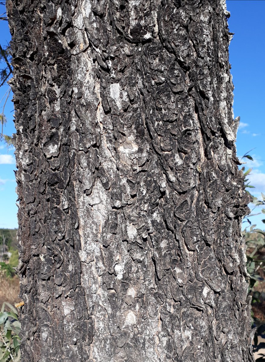 celsodolago's tweet photo. PLANTAS DO BRASIL
Myracrodruon urundeuva, «aroeira» (Anacardiáceas),
árvore mediana (na «mata seca», caatinga)
até agigantada (na mata atlântica úmida);
sementes dispersas por ventos fortes.
Merece ser muito plantada, pela beleza e pela madeira.
#Anacardiaceae #MataSeca” https://t.co/04tqfxSzQ4