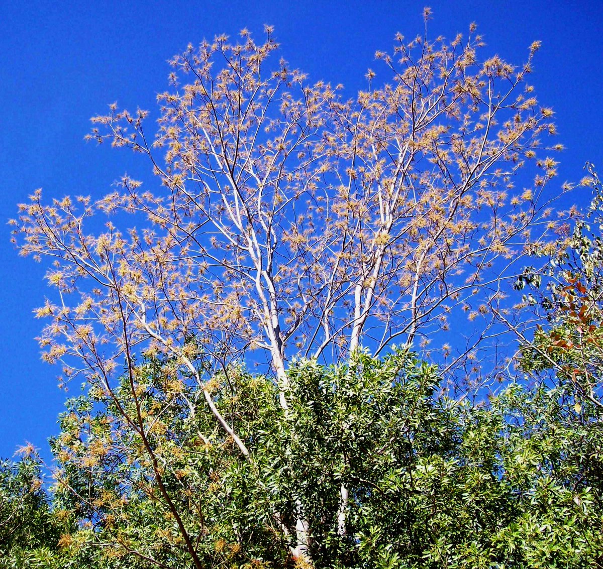 celsodolago's tweet photo. PLANTAS DO BRASIL
Myracrodruon urundeuva, «aroeira» (Anacardiáceas).
Na foto, árvore com sementes maduras, que poderão ser dispersas por ventos fortes.
Árvore belíssima e muito útil.
#Anacardiaceae #MataSeca https://t.co/ubQNR35vzJ