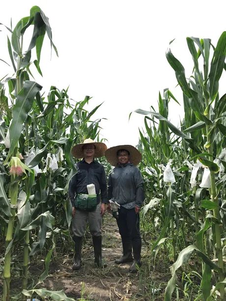 ShLetsMeet's tweet photo. A team of heavily-tanned #Shanghai scientists unraveled secrets of "super" #corns🌽. Teamed up with #Shanghai Normal University, researchers at the Center for Excellence in Molecular Plant Sciences (#CEMPS) published a paper on a key gene in corns in science journal @Nature. https://t.co/qvDQ9HKU0J