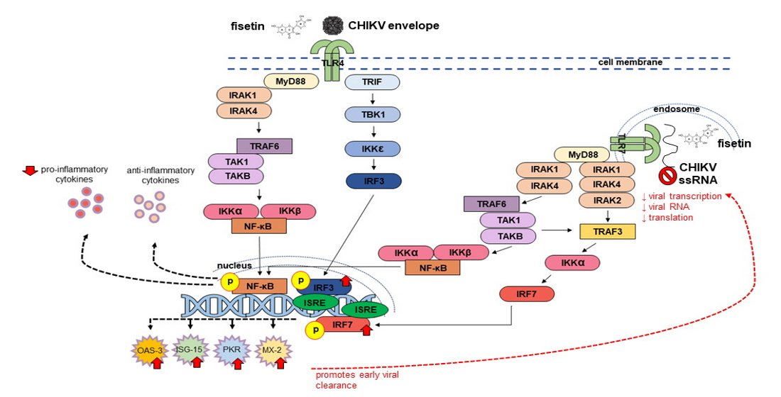 ImmunoMdpi's tweet photo. 📢Call for Reading
Fisetin Modulates Toll-like Receptor-Mediated Innate Antiviral Response in Chikungunya #Virus-Infected Hepatocellular #Carcinoma #Huh7 Cells. by Dr. Pouya Hassandarvish et al. from Universiti Malaya @unimalaya
👉https://t.co/FFp1qxdZU5 https://t.co/PfewMu7scx